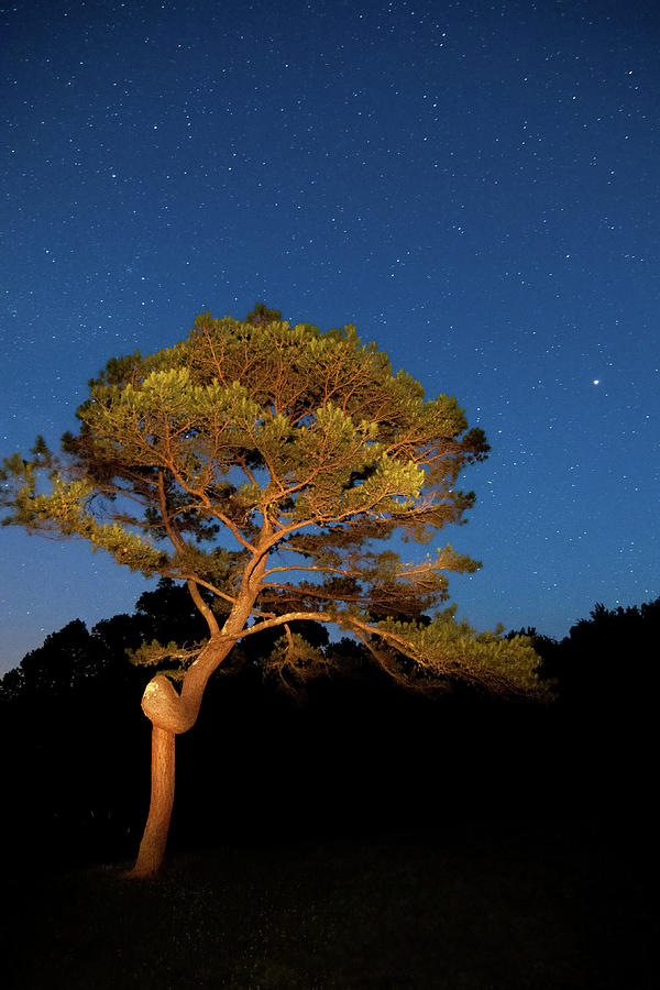 Pretzel Pine Photograph by Steve Stuller