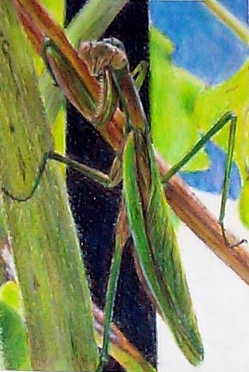 Preying Mantis Drawing by Mike McGoff | Fine Art America