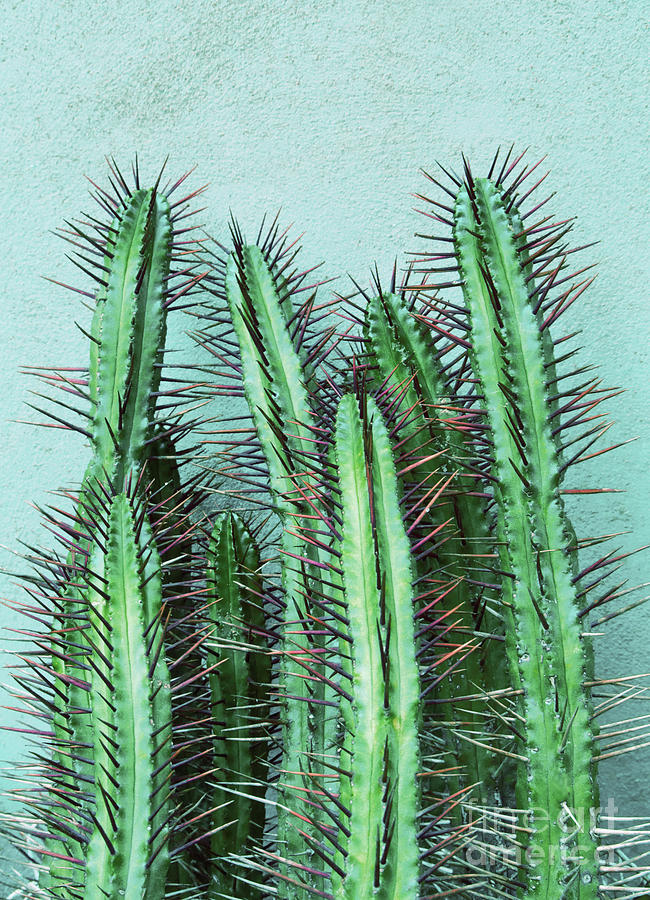 Prick Cactus by Emanuela Carratoni Prick Cactus by Emanuela Carratoni