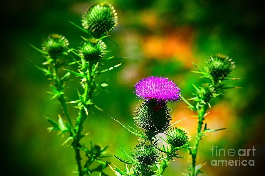 Prickles of a Bull Thistle Photograph by Becky Kurth