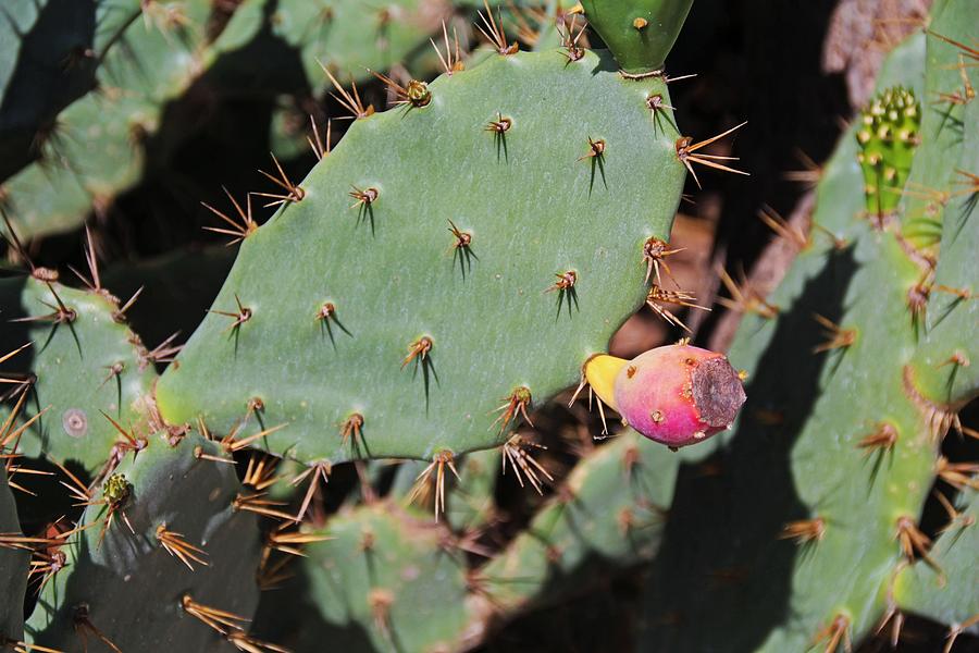 Prickly and Pink Photograph by Michiale Schneider