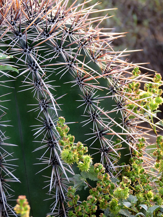 Prickly Beauty Photograph