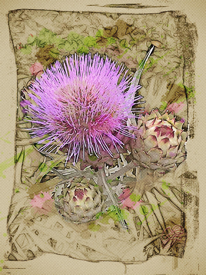 Prickly Beauty Digital Art by Lisa Schwaberow