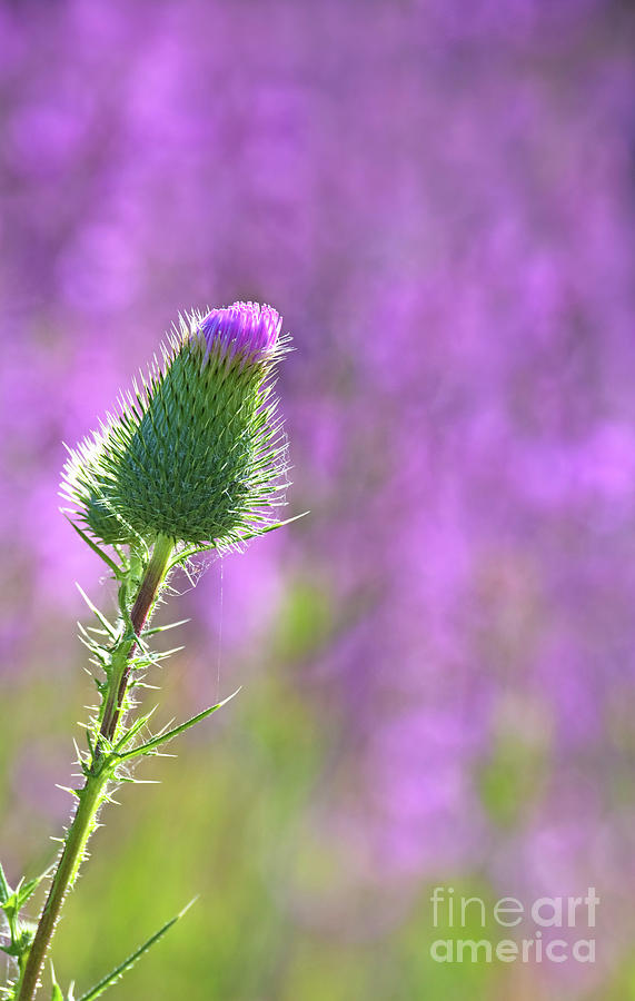 Prickly Beauty.. Photograph by Nina Stavlund