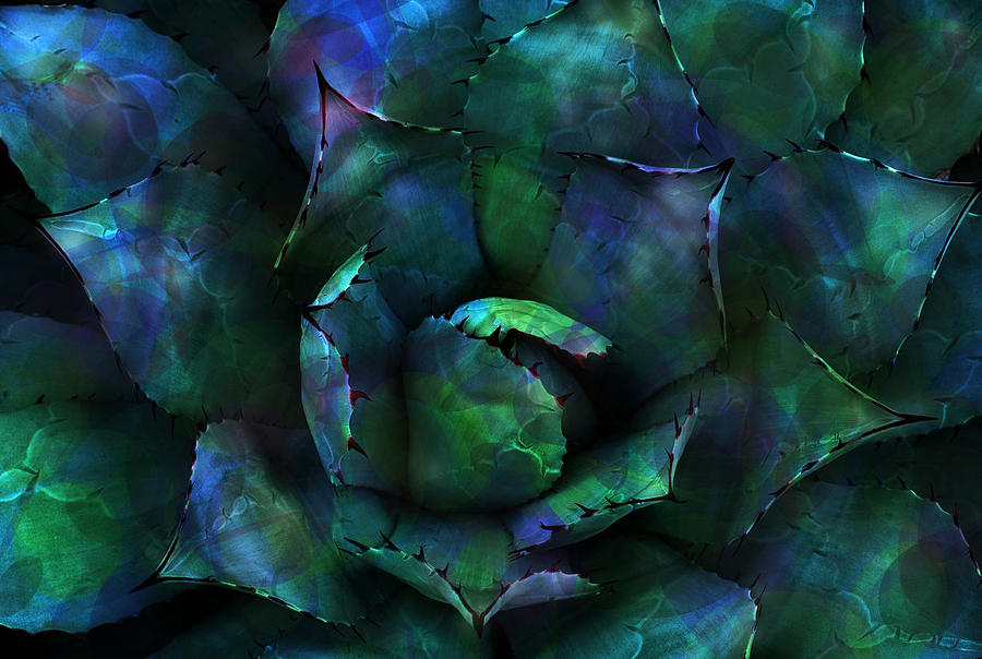 Flowers Still Life Digital Art - Prickly Blossom by Carol Crisafi