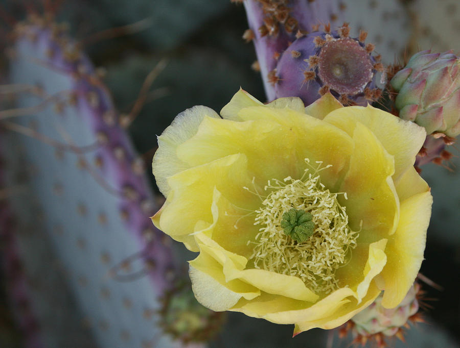 Prickly Blossom Photograph by Marna Edwards Flavell