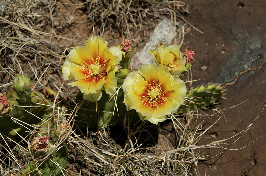 Prickly Blossoms Photograph