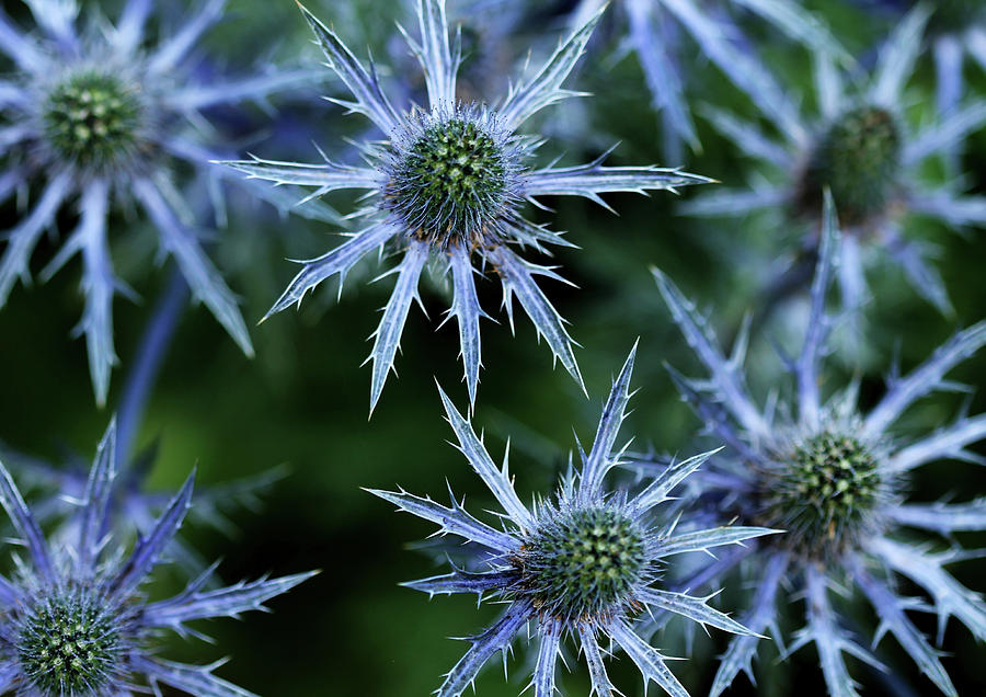 Prickly Blue Stars Photograph by Debbie Oppermann