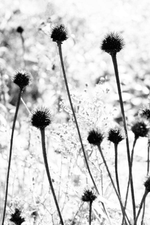Prickly Buds Photograph by Deborah  Crew-Johnson