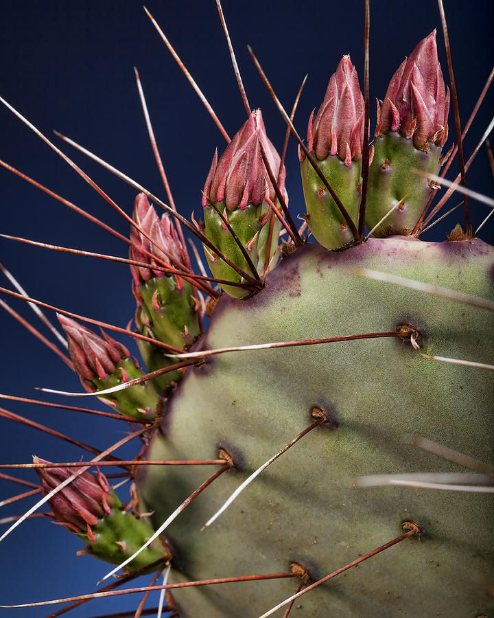 Prickly Pear Photograph - Prickly Buds by Kelley King
