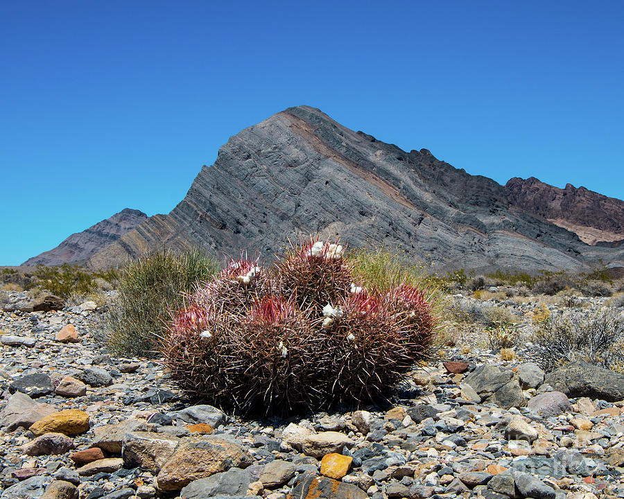 Prickly Desert Photograph by Stephen Whalen