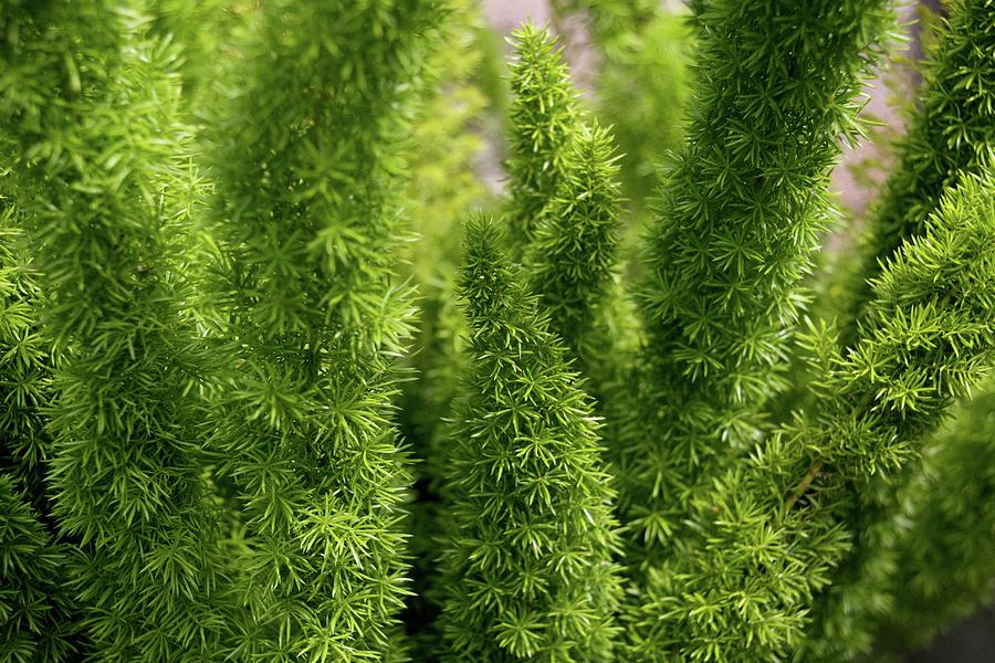 prickly-green-shrub-photograph-by-michele-stoehr