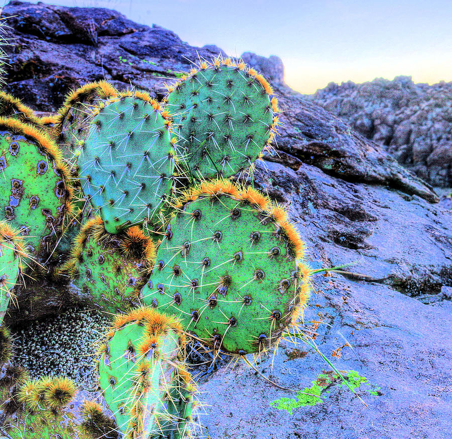 Prickly Photograph by JC Findley