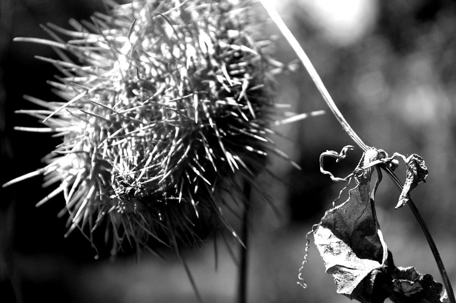 Prickly Photograph by Jera Sky - Fine Art America