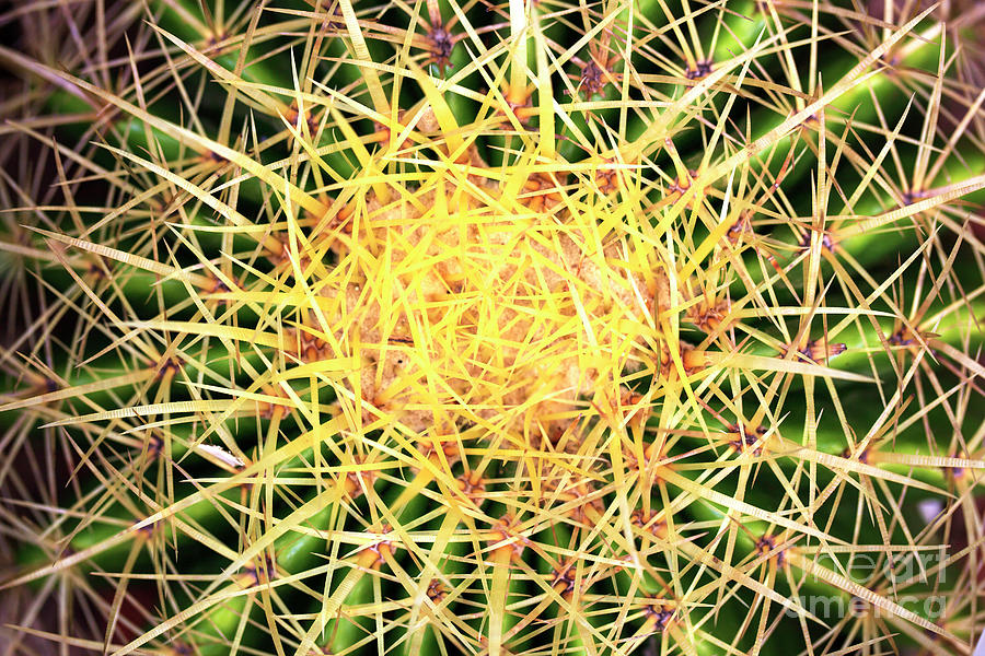 Prickly Photograph by John Rizzuto