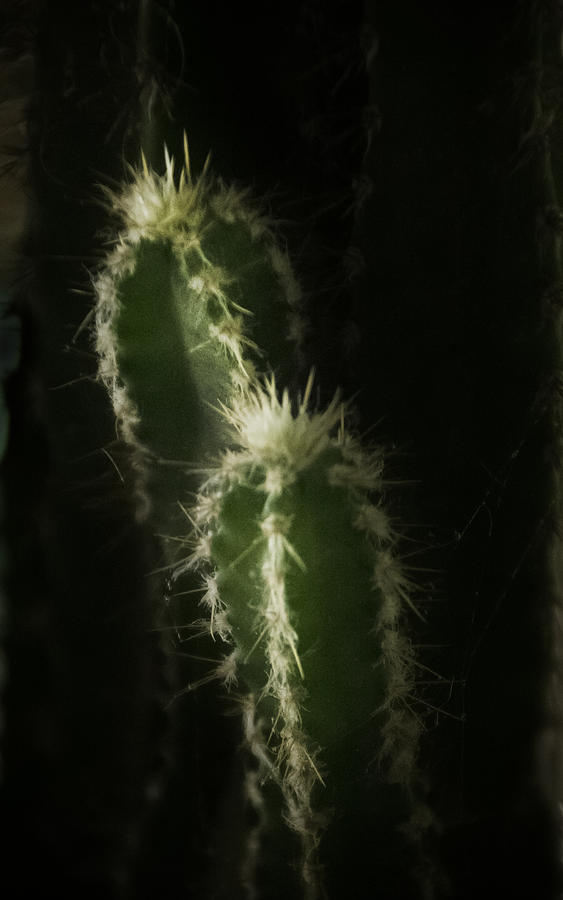 Prickly Photograph by Judy Hall-Folde