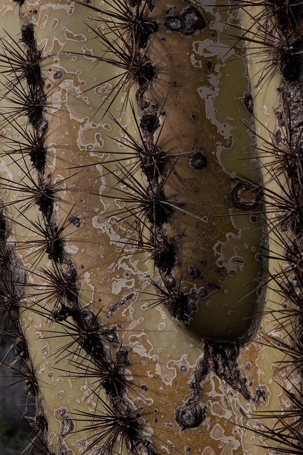 Prickly Photograph by Nicole Riley - Fine Art America