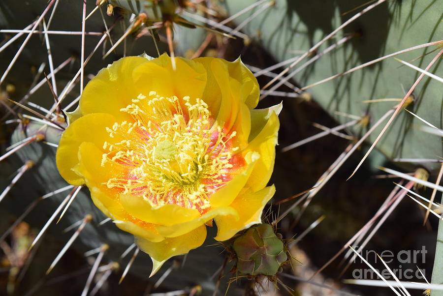Prickly Pear Perfection Photograph by Jerry Bokowski