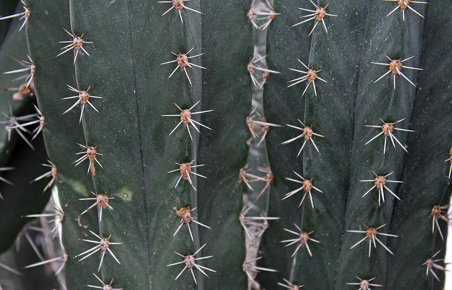 Prickly Pattern Photograph by Michiale Schneider