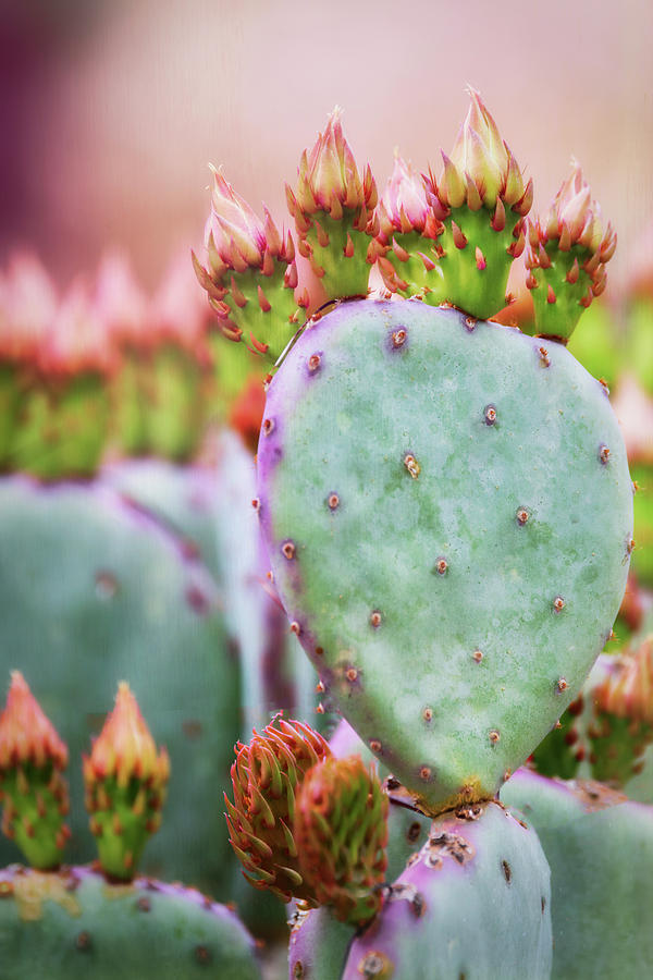 Prickly Pear About To Bloom  Photograph by Saija Lehtonen