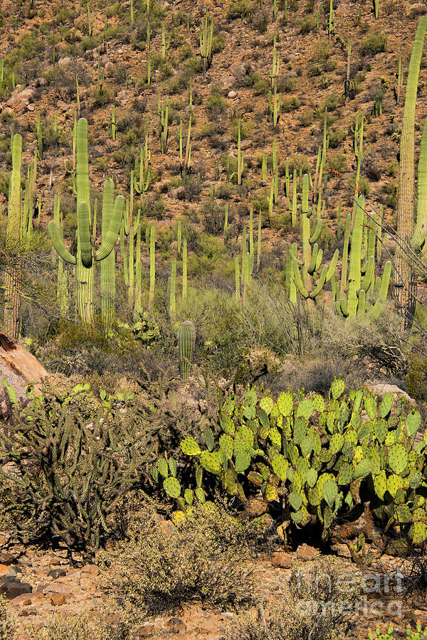 Saguaro National Park Photograph - Prickly Pear and Saguaro Cacti by Bob Phillips