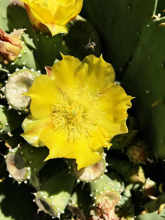 Prickly Pear And The Bee Photograph by Brad Hodges Prickly Pear And The Bee Photograph by Brad Hodges