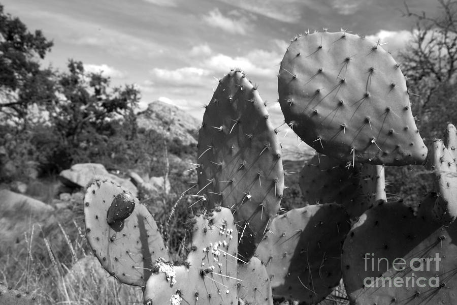 Prickly Pear at Enchanted Rock Photograph by Greg Kopriva