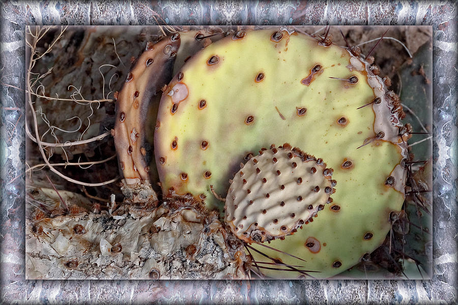 Prickly Pear Digital Art by Becky Titus