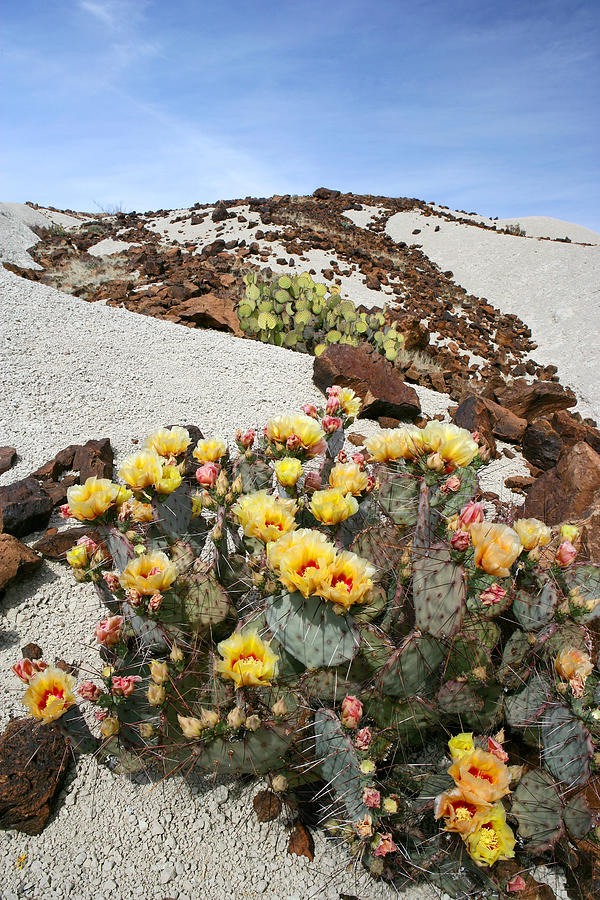 Prickly Pear Bloom Photograph by Eric Foltz
