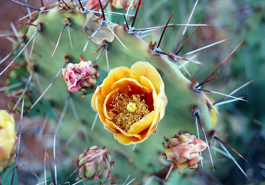 Prickly Pear Photograph - Prickly Pear Bloom by Heather S Huston Prickly Pear Photograph - Prickly Pear Bloom by Heather S Huston