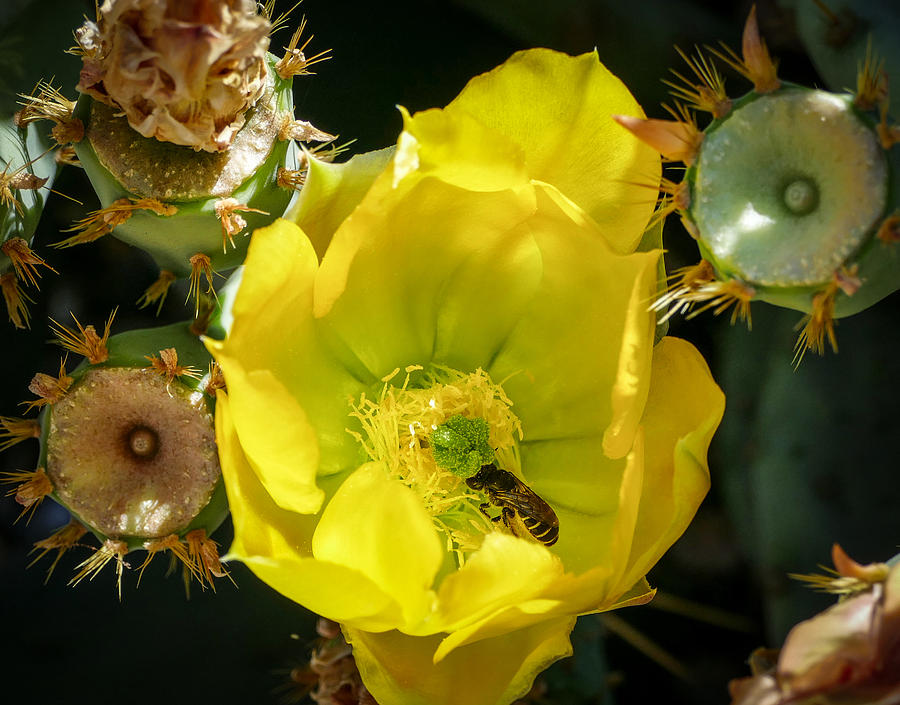Prickly Pear Bloom Photograph by Laurel Powell