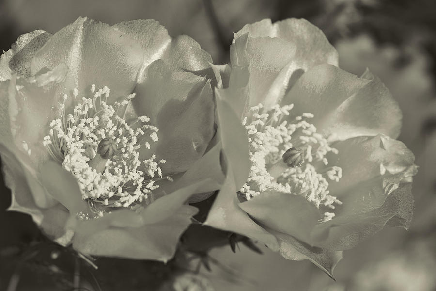 Prickly Pear Blooms in Sepia Photograph by Kathy Clark