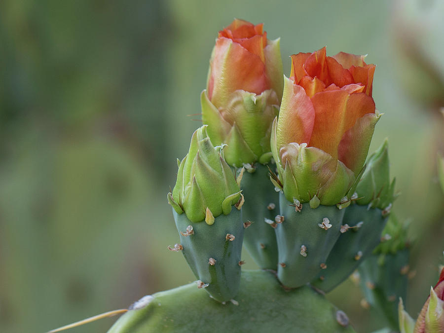 Prickly Pear Blooms Photograph by Sue Cullumber