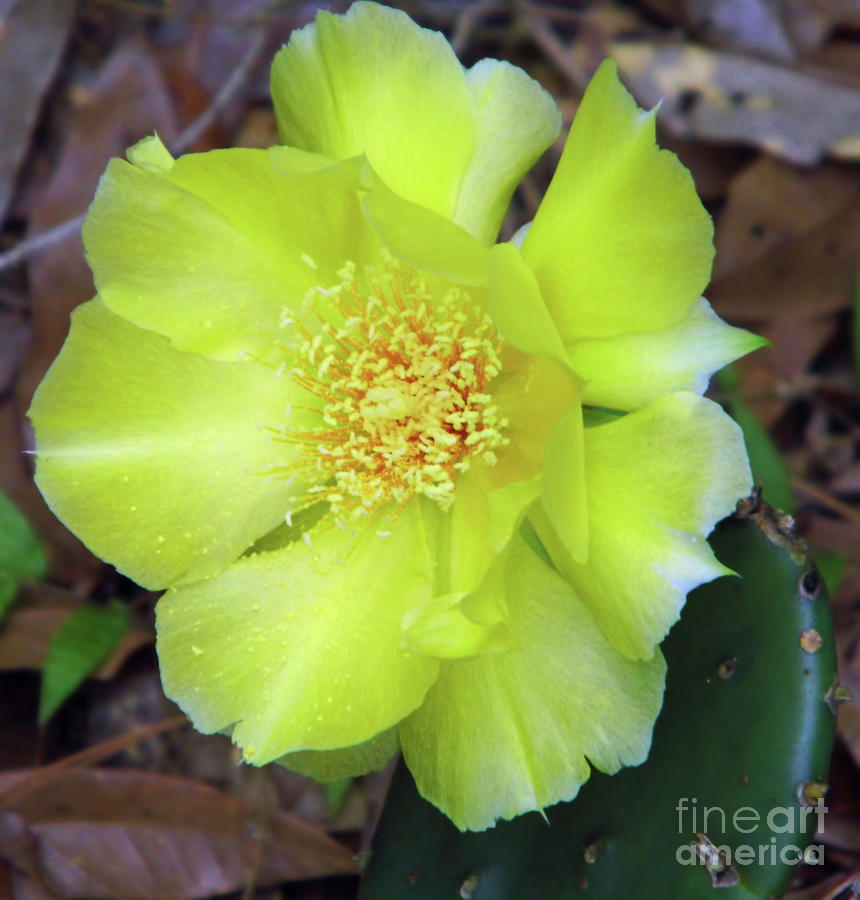 Prickly Pear Blossom Photograph by D Hackett