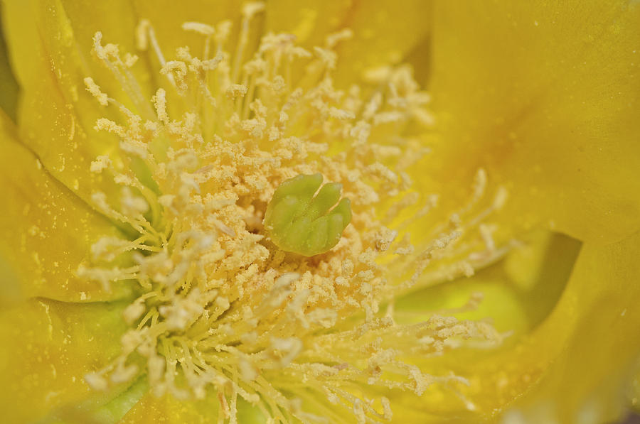 Prickly Pear Blossom II Photograph by Ana Gonzalez - Fine Art America