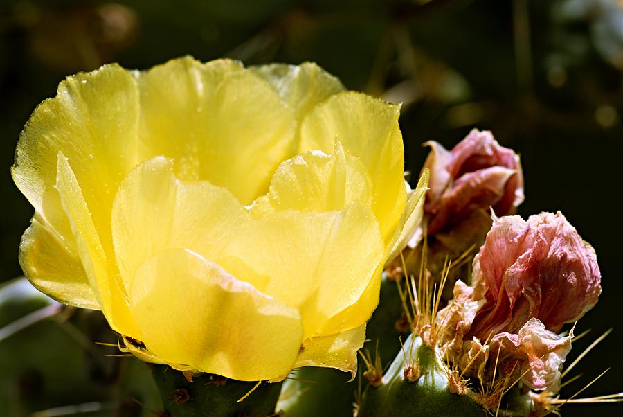 Prickly Pear Blossom Photograph by Larry Ricker