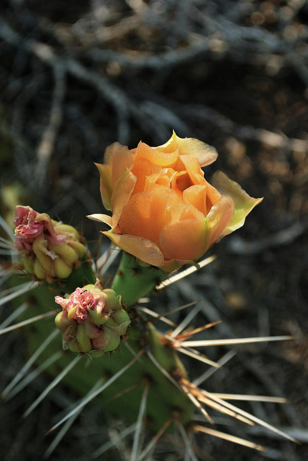 Prickly Pear Blossom Photograph by Ron Cline