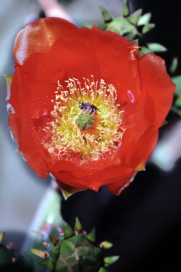Prickly Pear Blossom with Bee Photograph by Richard Henne