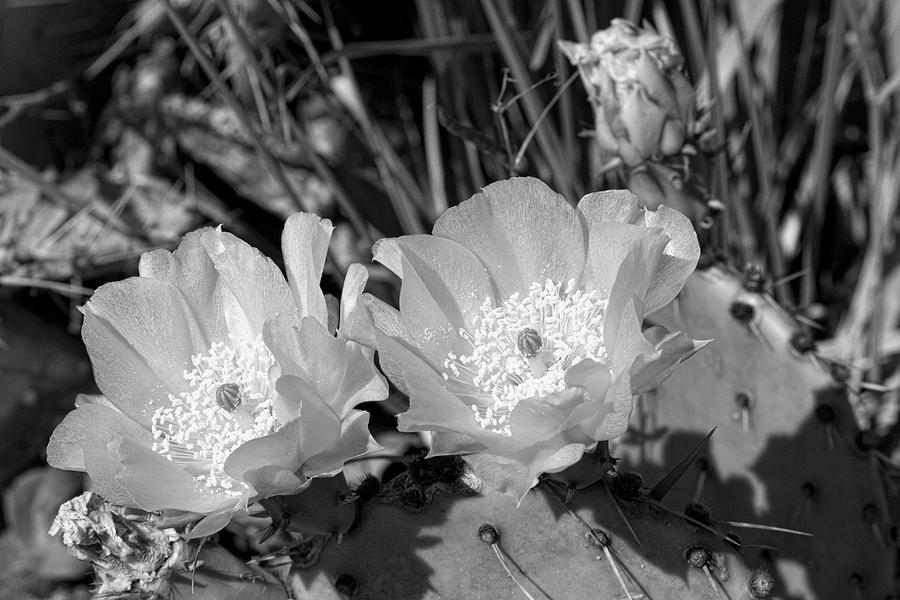 Prickly Pear Blossoms Black and White Photograph by Kathy Clark