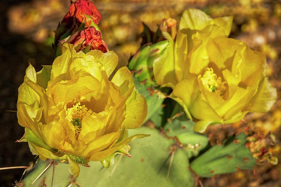 Prickly Pear Blossoms h1815 Photograph by Mark Myhaver
