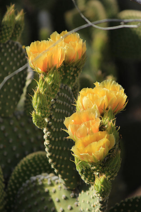 Prickly Pear Blossoms Photograph by Lorraine Baum