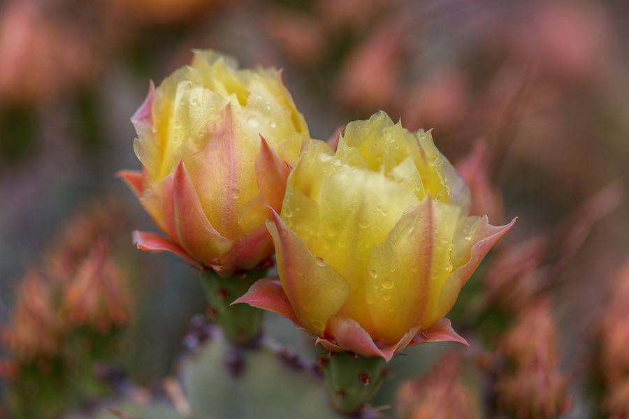 Big Bend National Park Photograph - Prickly Pear Cacti Bloom - Big Bend National Park by Rob Greebon