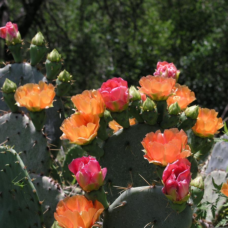 Prickly Pear Cacti Flowers Photograph by Karen Musick