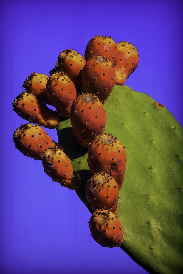 Prickly Pear Cacti Photograph by Garry Gay
