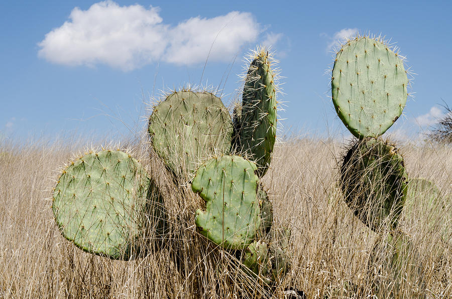 Desert Photograph - Prickly Pear Cacti in the grass. by Rob Huntley