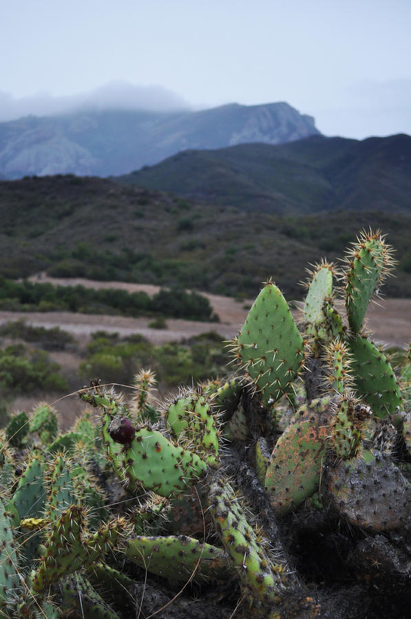 Prickly Pear Cacti Rancho Sierra Vista Satwiwa Mountains Photograph by Kyle Hanson