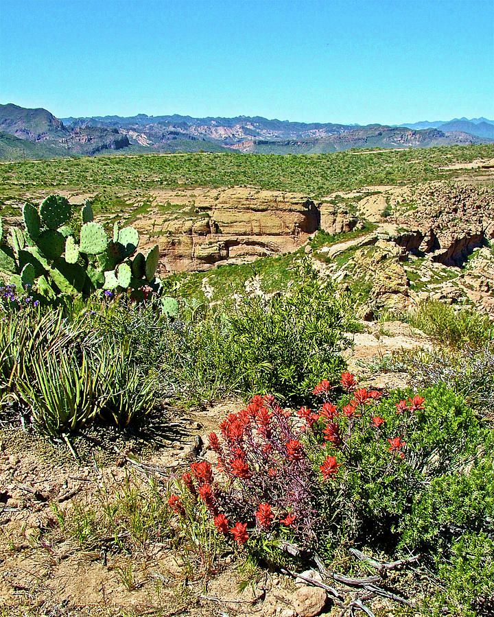 Prickly Pear Cactus and Desert Paintbrush near Fish Creek Canyon Overlook on Apache Trail-Arizona Photograph by Ruth Hager