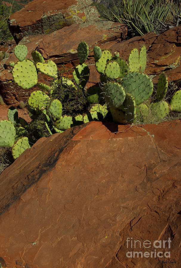Prickly Pear Cactus And Sandstone-Signed-#3878 Photograph by J L Woody Wooden