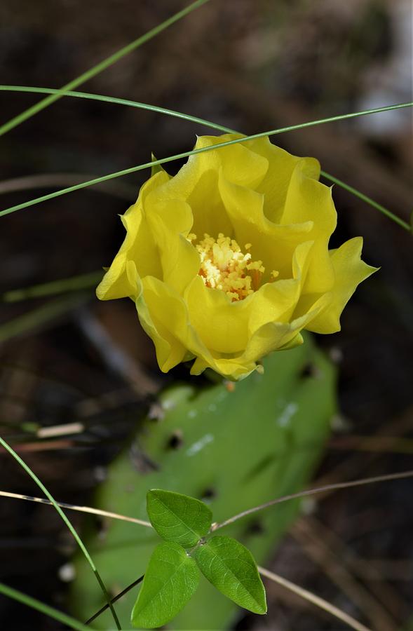Prickly-Pear Cactus and Wire Grass Photograph by Warren Thompson