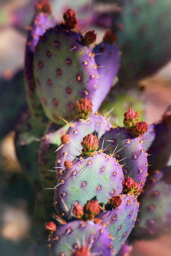 Prickly Pear Cactus at Dawn Photograph by Saija Lehtonen